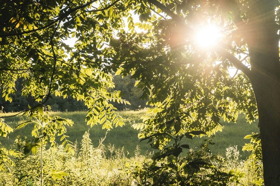 a picture of lush green vegetation and their reflection on the water body along with the sun rays seeping through the canopy.