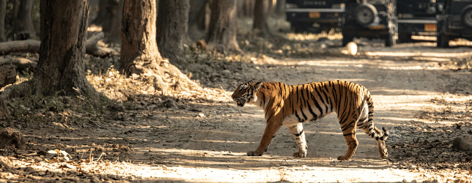 A tiger walks across a dusty forest track while safari vehicles wait in the background amongst the trees.