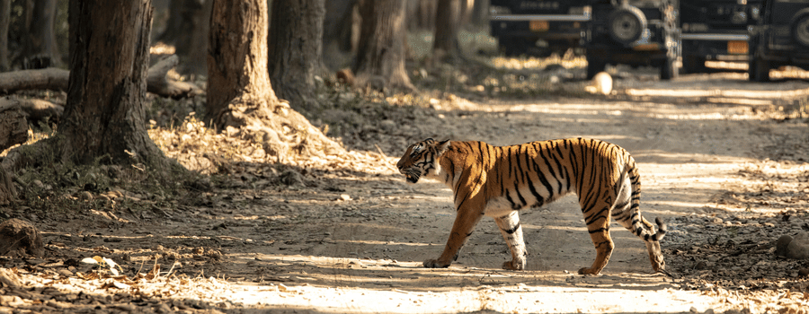 A tiger walks across a dusty forest track while safari vehicles wait in the background amongst the trees.