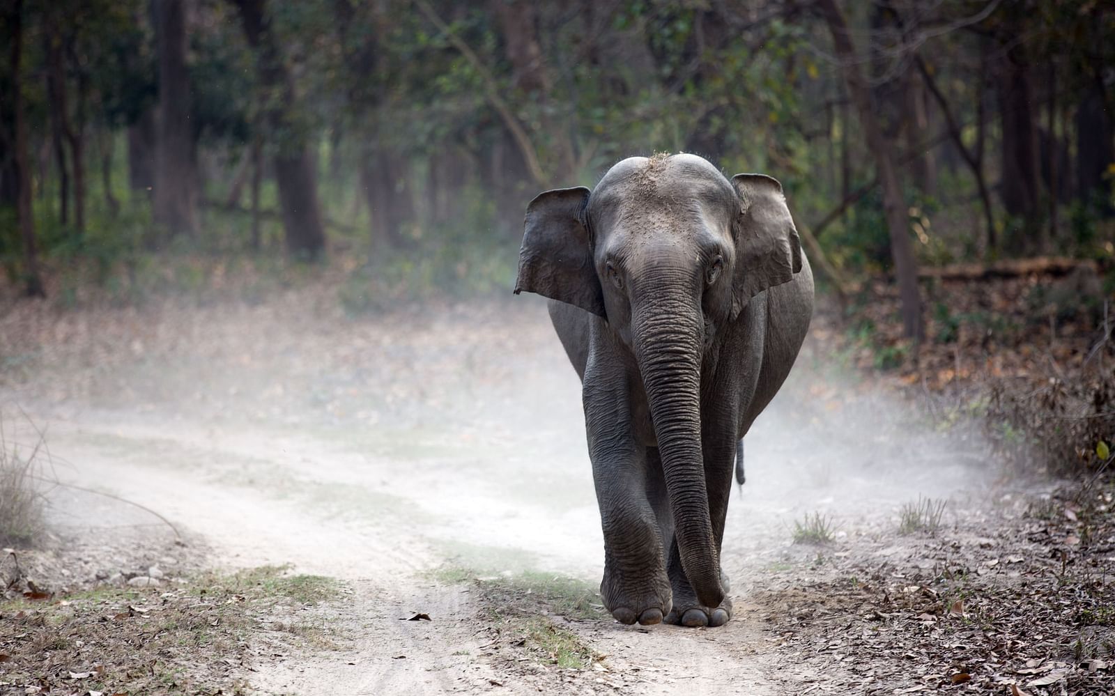 An elephant walking through a forest and kicking up dust behind it