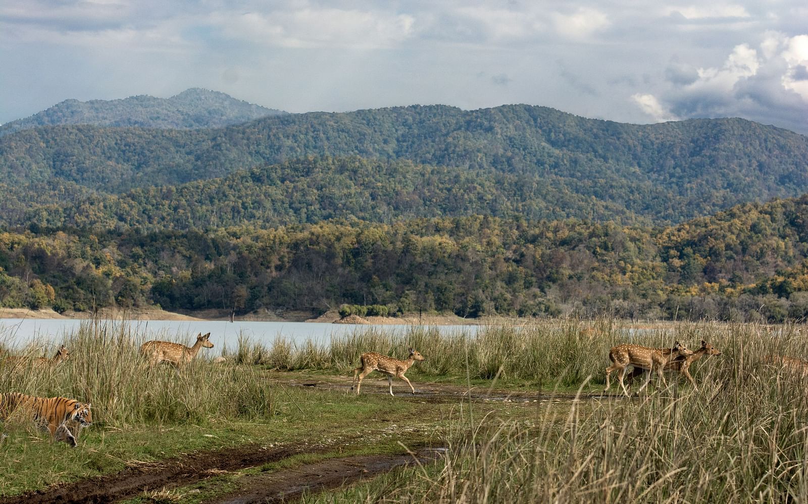 An overview of Jim Corbett National Park with many Deer and a river in in view.