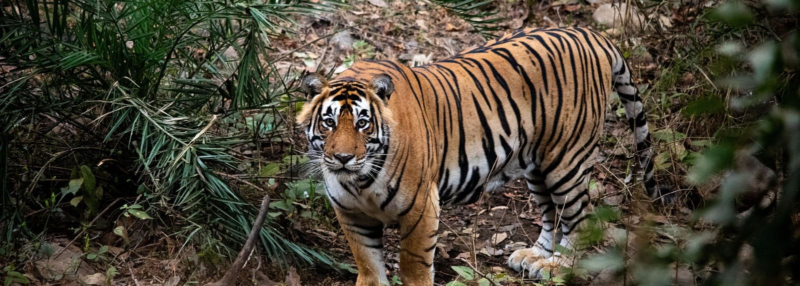 A tiger staring into the camera - Utsav Camp