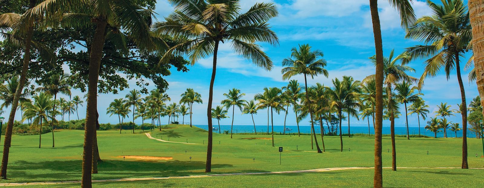 overview of the lawn area with coconut trees on it - Caravela Beach Resort Goa