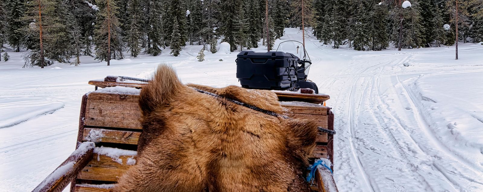 A sled being pulled on snowy terrain with a pine forest in the backdrop - Shaver Lake Village Hotel.