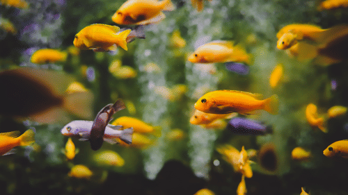 A school of fishes swimming in the aquarium at Black Thunder, Coimbatore
