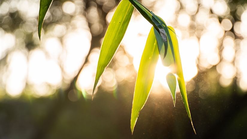 Bamboo Forest-7