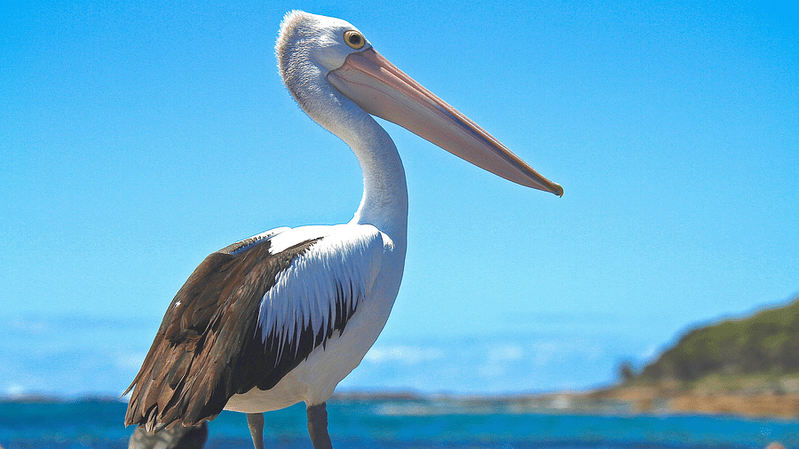 An image of a Pelican at the seaside