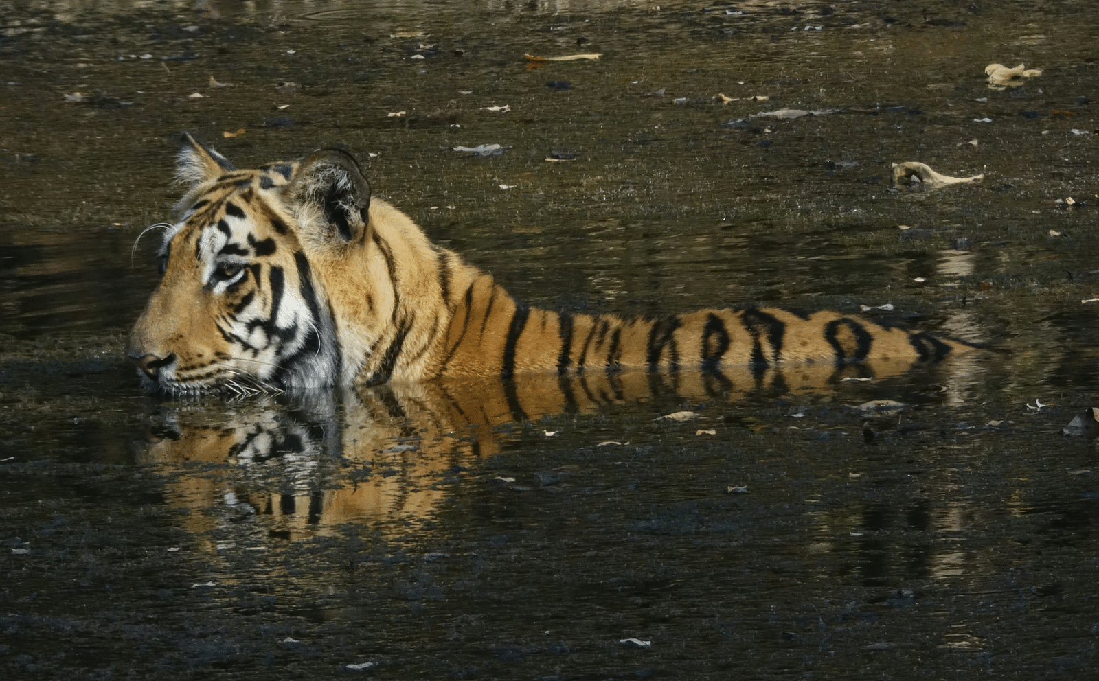 A close up shot of a tiger swimming in a water body.