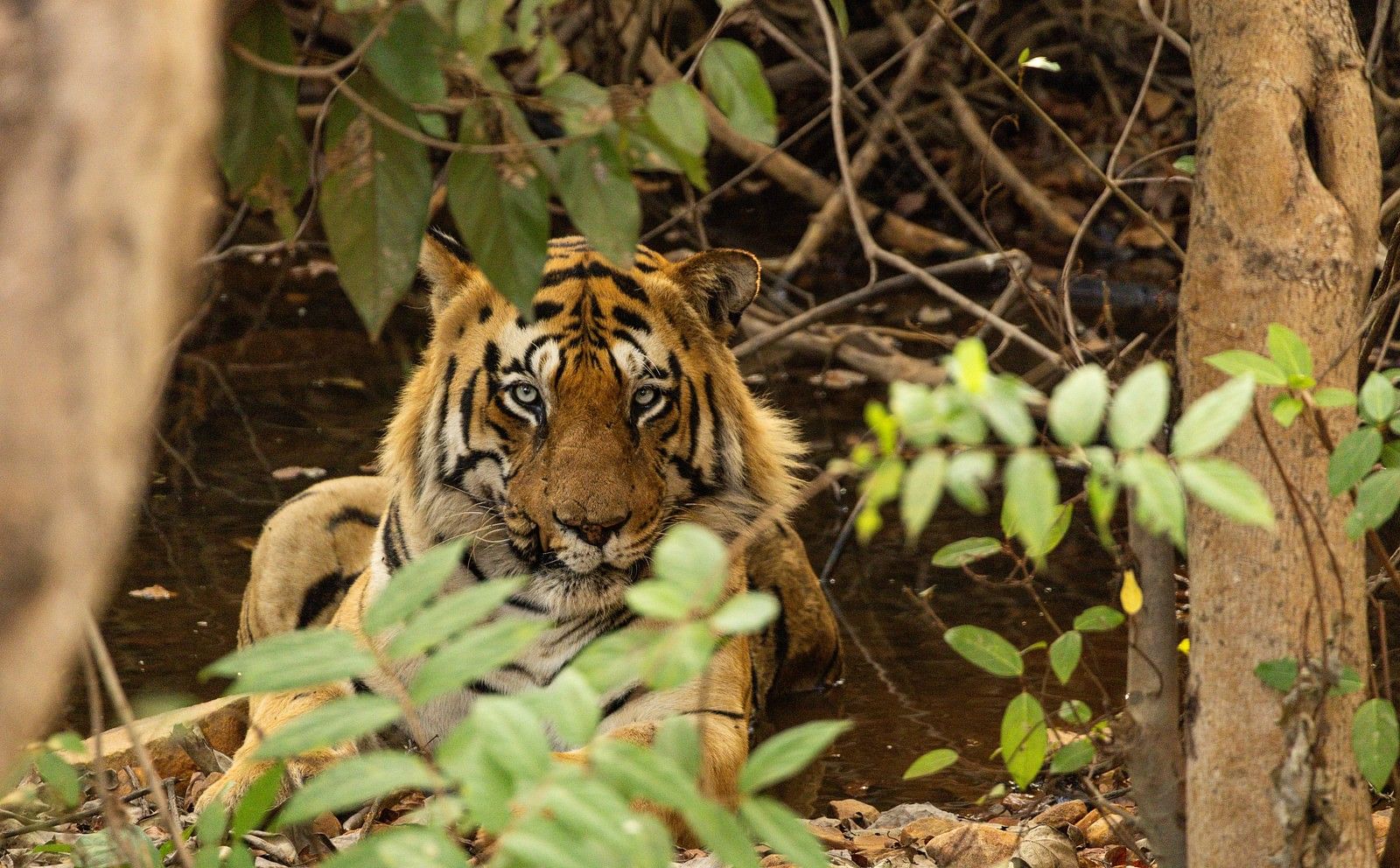 A Bengal tiger looking at the camera at Trees N Tigers, Tadoba.