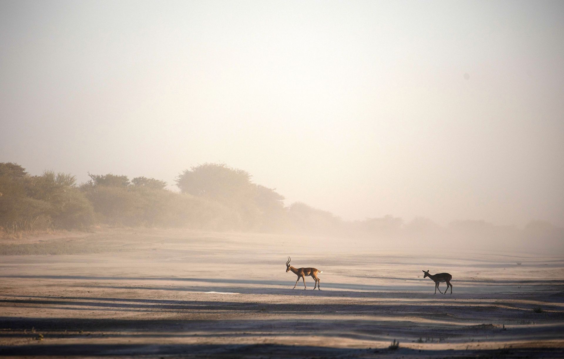Two antelopes walking through a misty arid landscape.