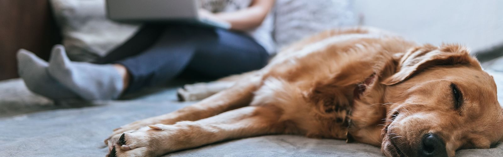 a woman working on a laptop while her dog is sleeping next to her