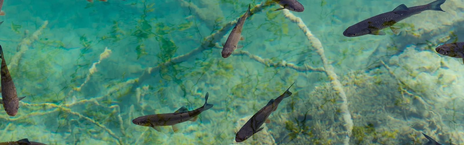 a school of fish in blue waters