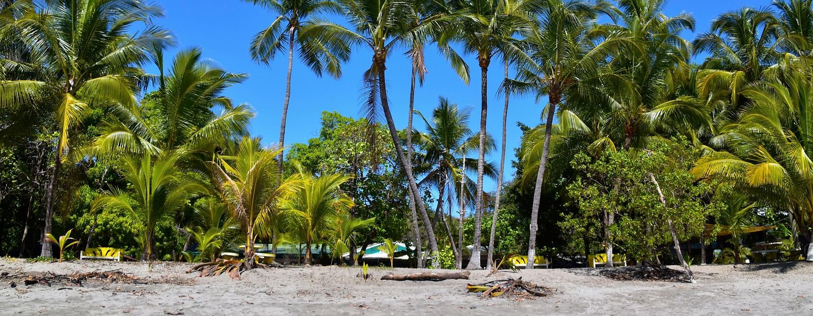 An image of a beachside that has palm trees 