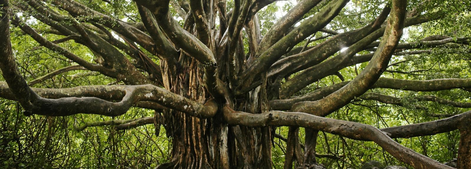 A large banyan tree with branches growing in all directions.