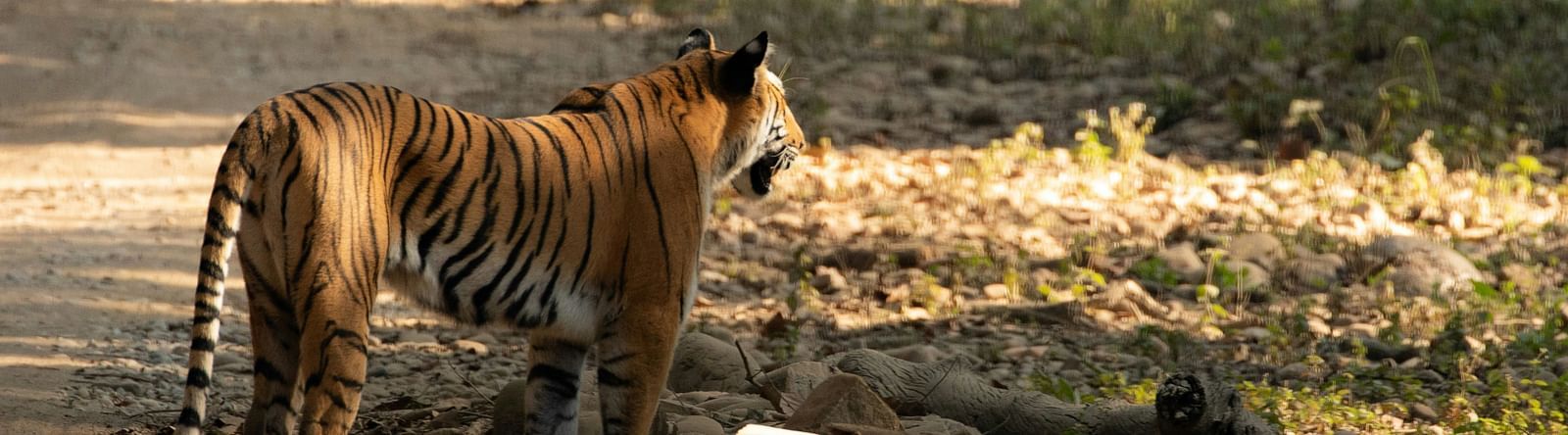 A bengal tiger looking into the distance on a road inside Jim Corbett National Park