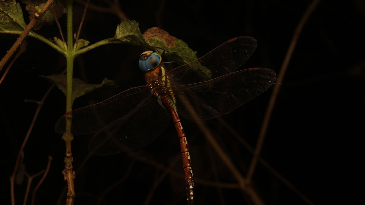 A Blue Eyed Rusty Darner Dragonfly