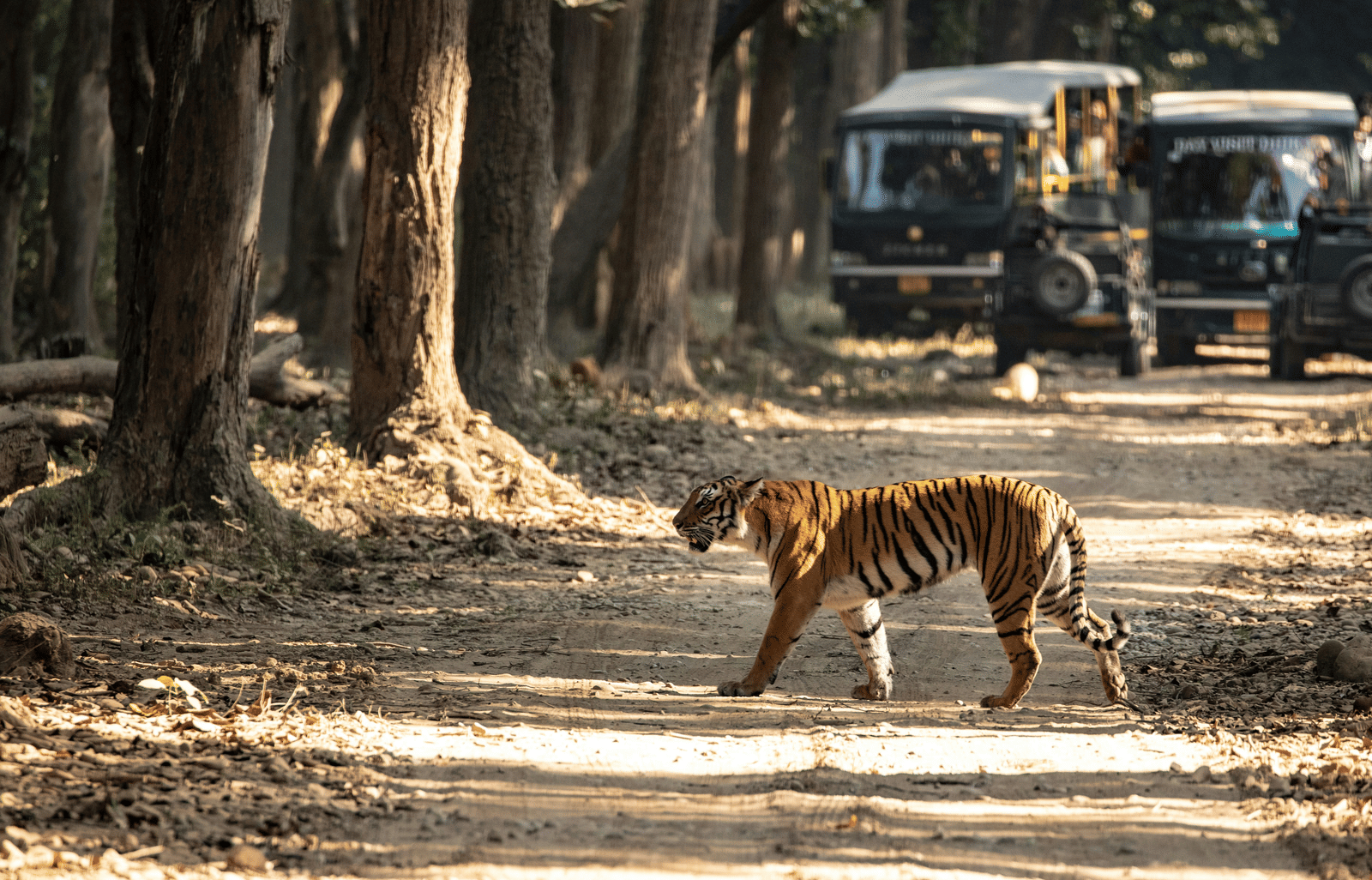 A tiger walks across a dusty forest track while safari vehicles wait in the background amongst the trees.