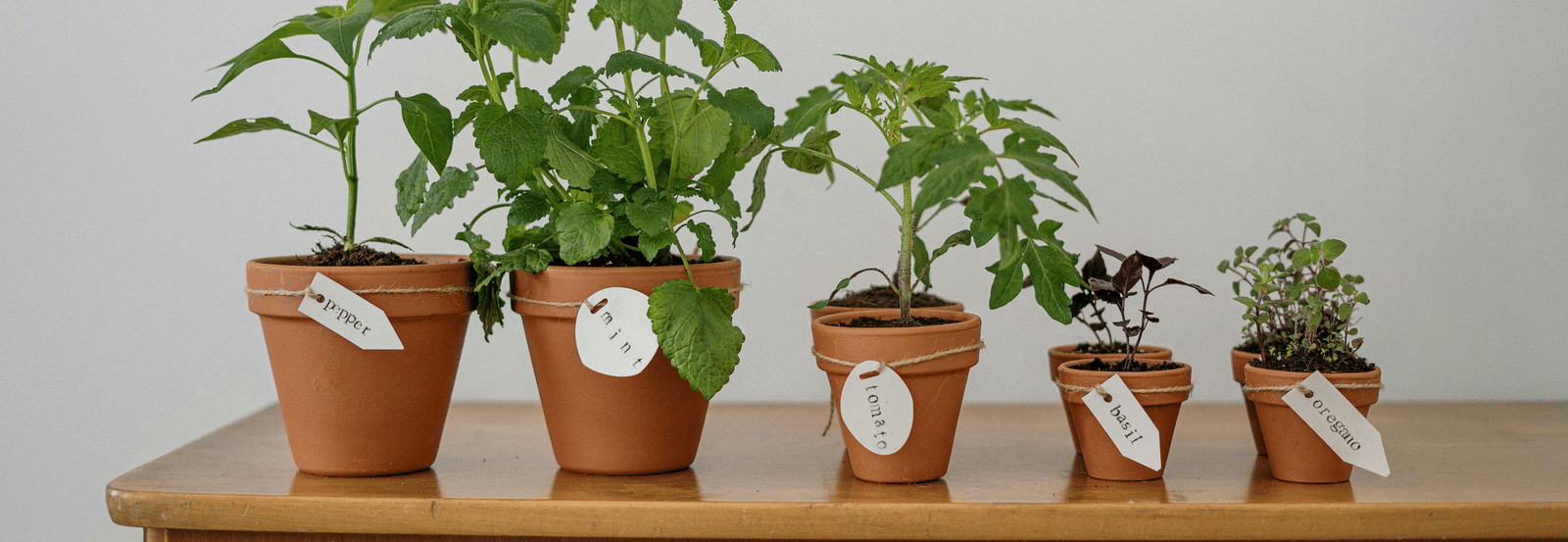 Small plants in pots on a wooden surface.