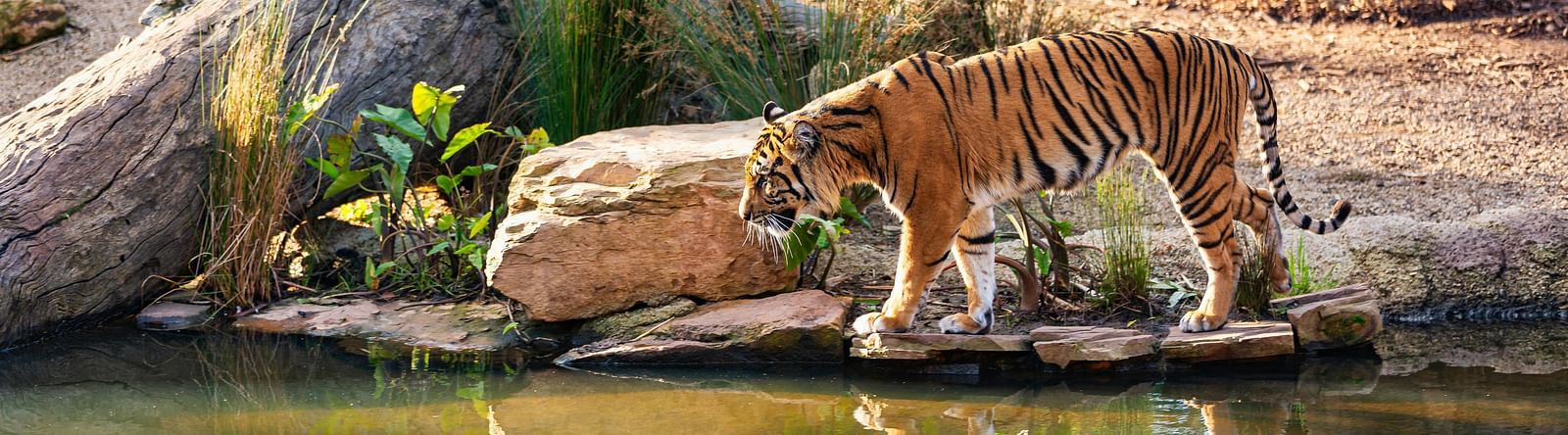an image of a tiger standing by the lake