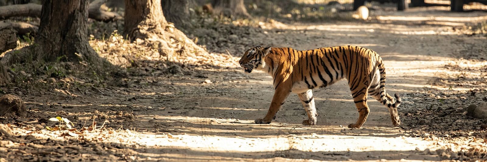 people in vehicles watching a tiger cross a road
