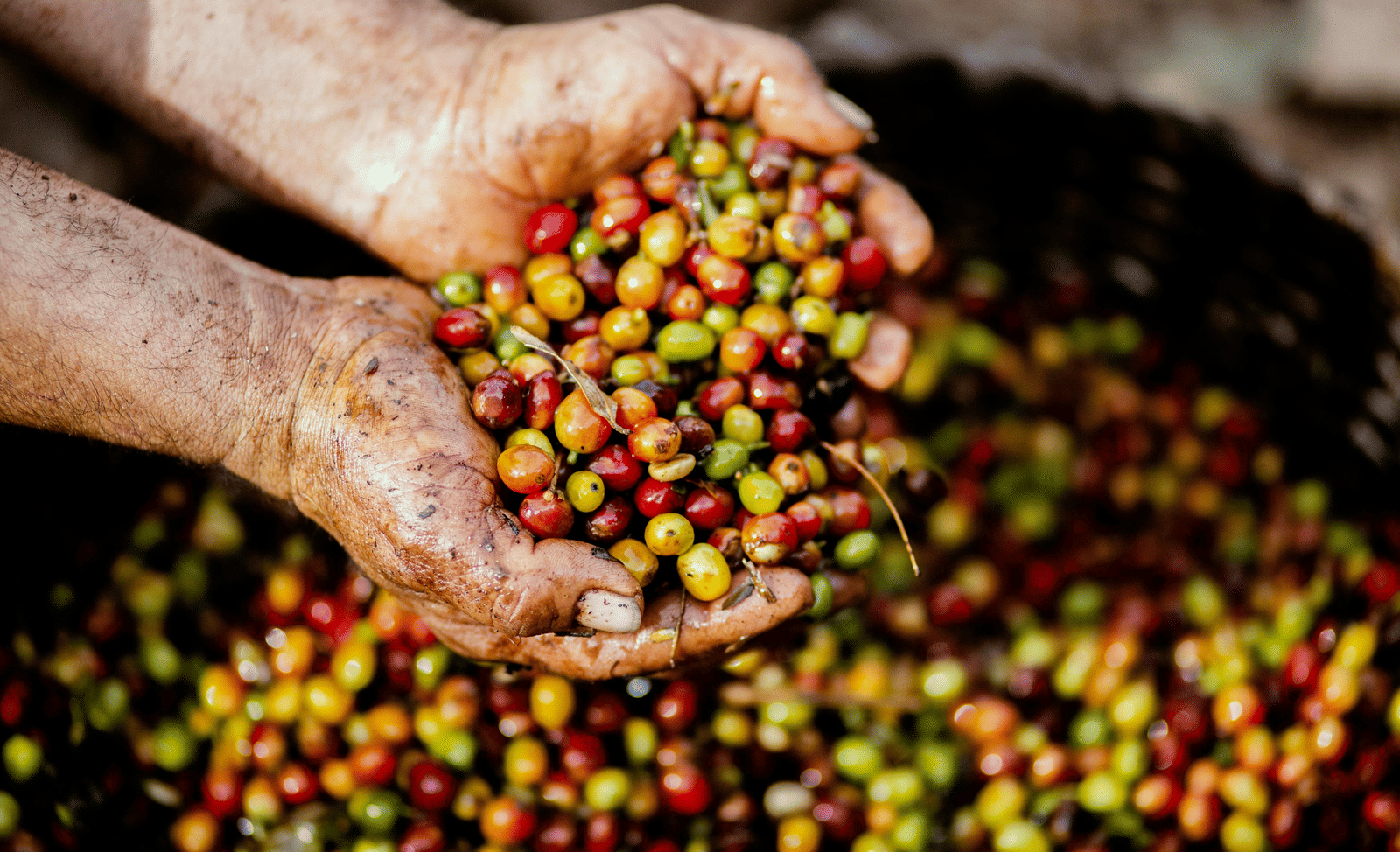 A person's hands scoop up a handful of freshly harvested, multi-coloured coffee berries.