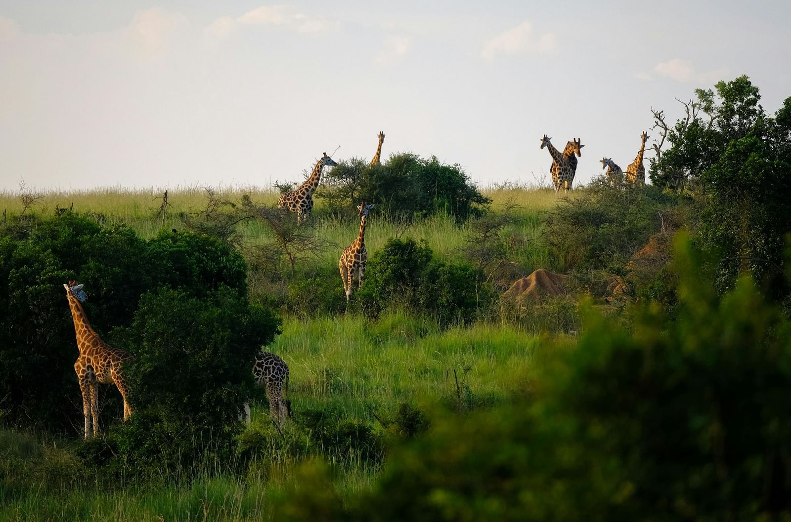 Giraffes graze amongst green trees and bushes in an African savanna landscape.