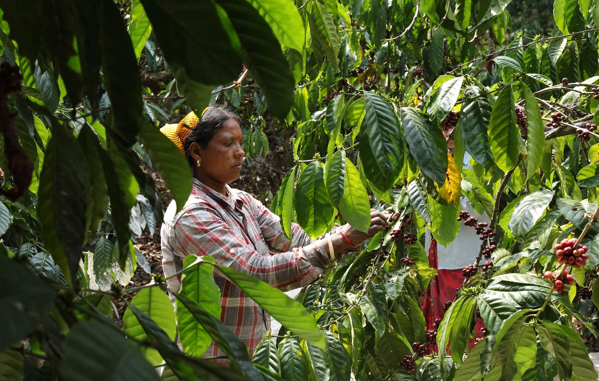 Woman harvesting red coffee berries from a plant.
