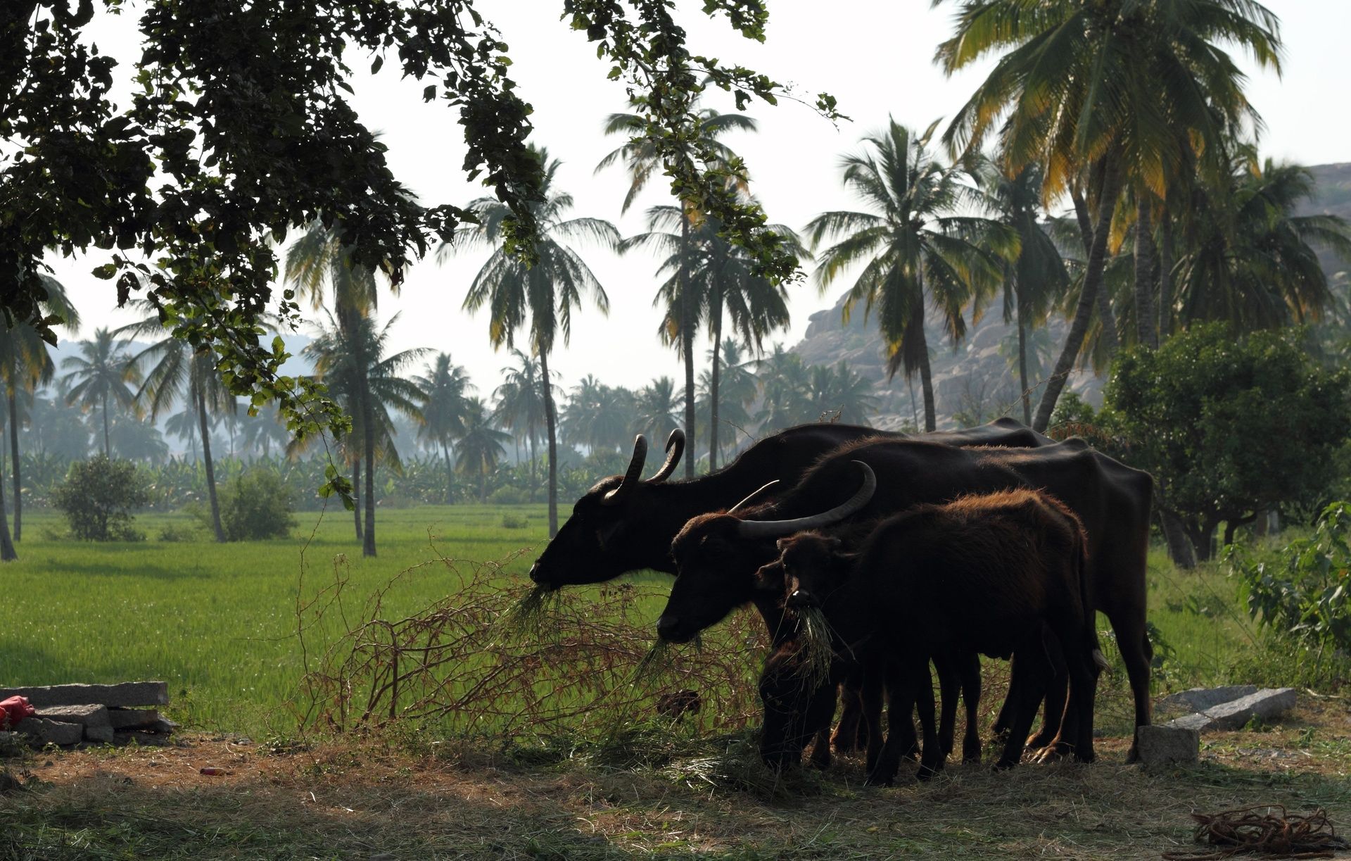 Water buffalo grazing in a green field in Hampi.