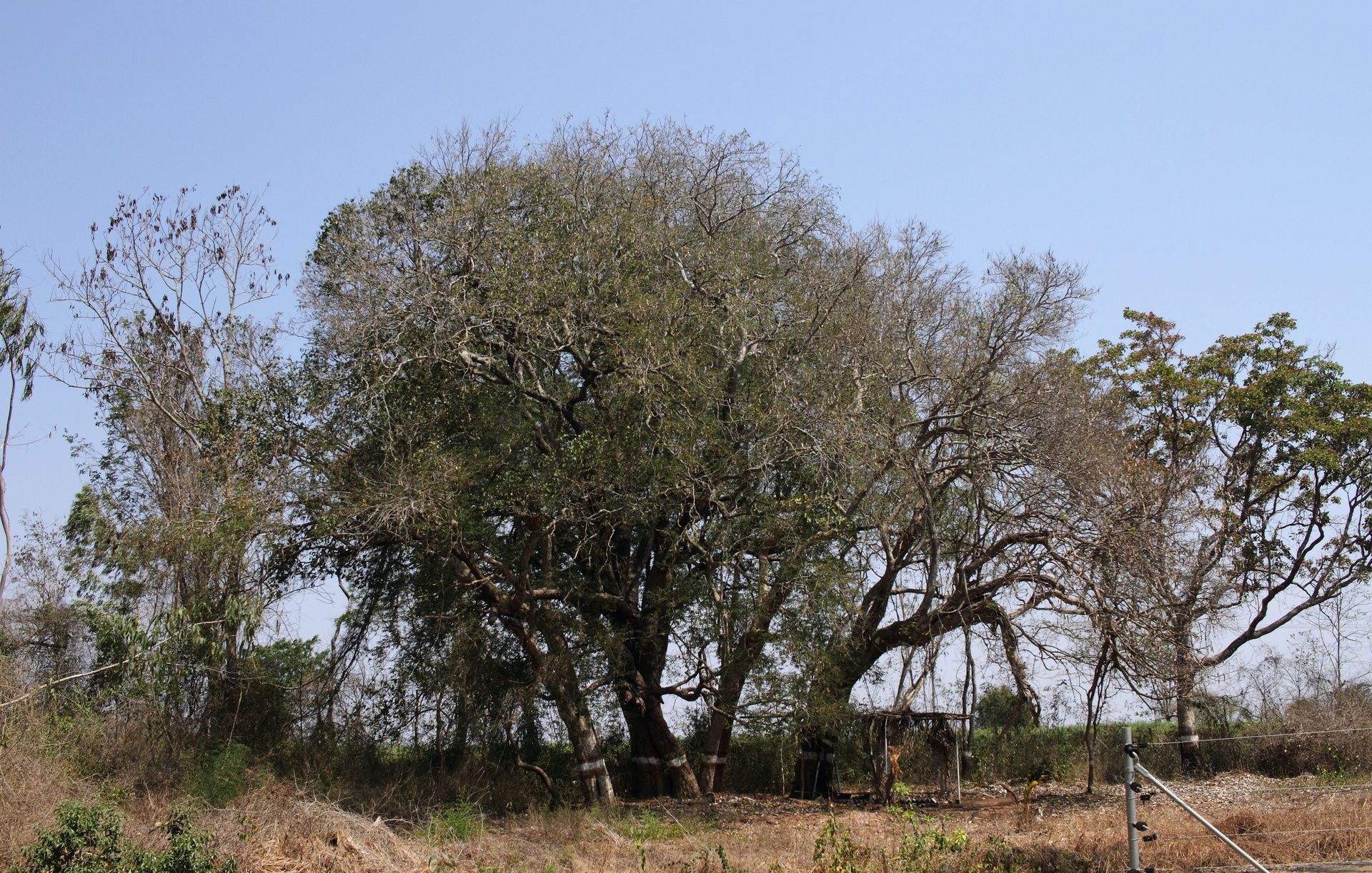 Large mature tree with wide canopy and vegetation.