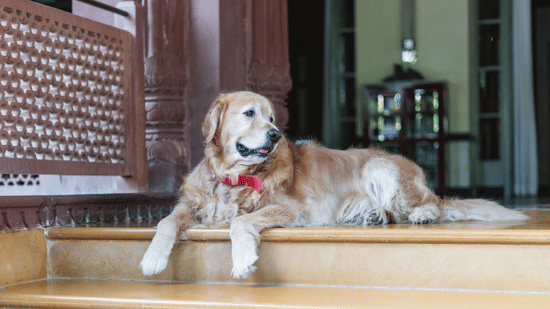 A dog wearing a red collar laying down on stone outdoor steps near a building entrance.
