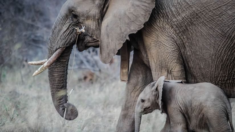 Elephant rides in Jaipur 