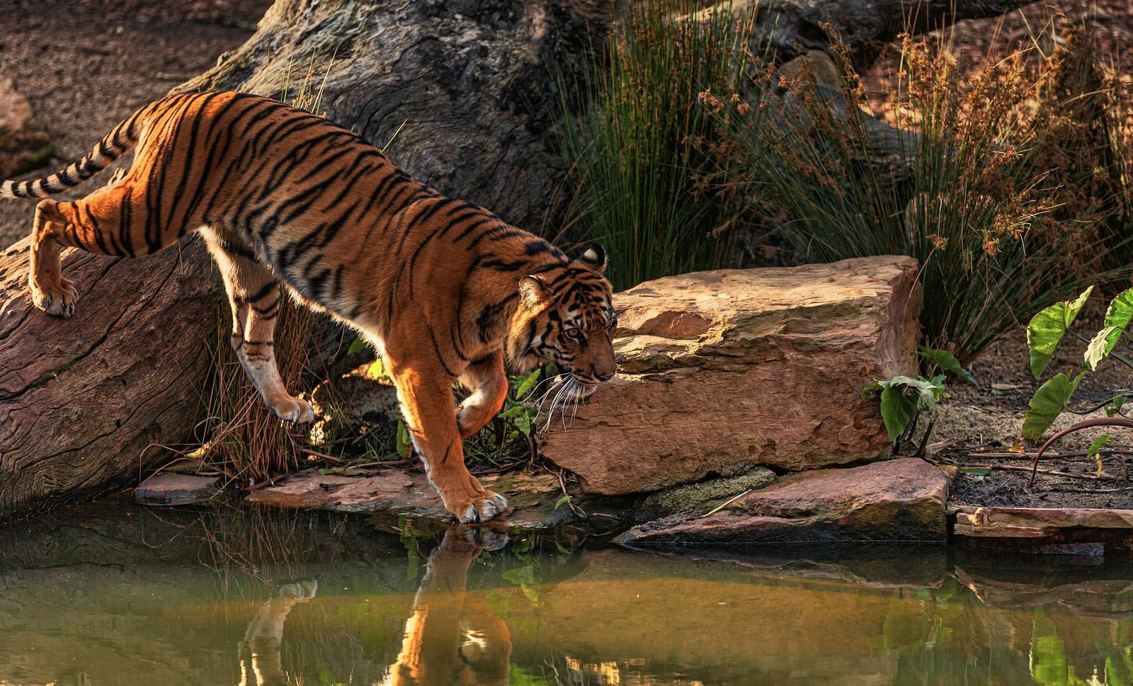 A tiger jumping into rocks beside a water body