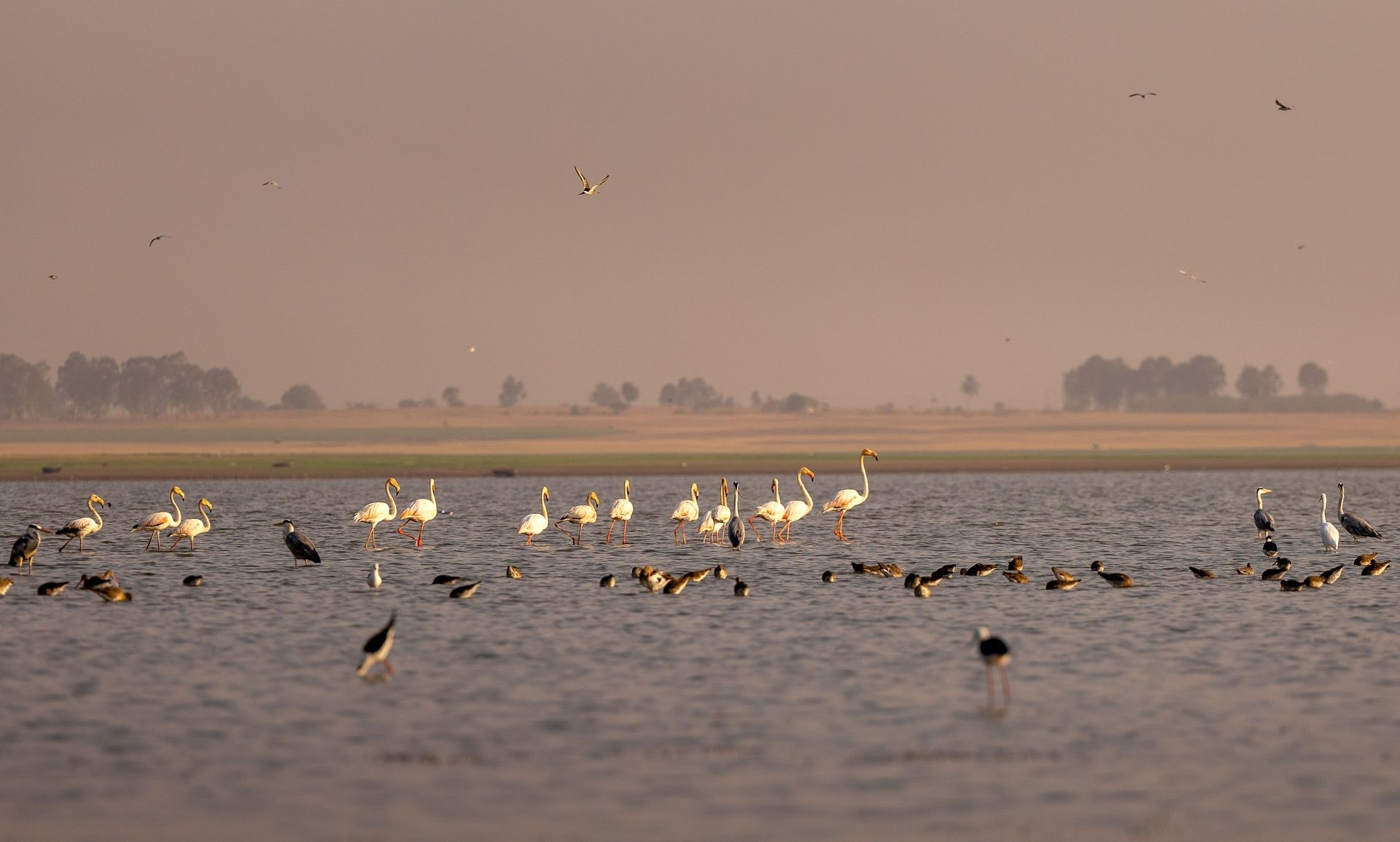 Flock of flamingos and other wading birds at sunset.