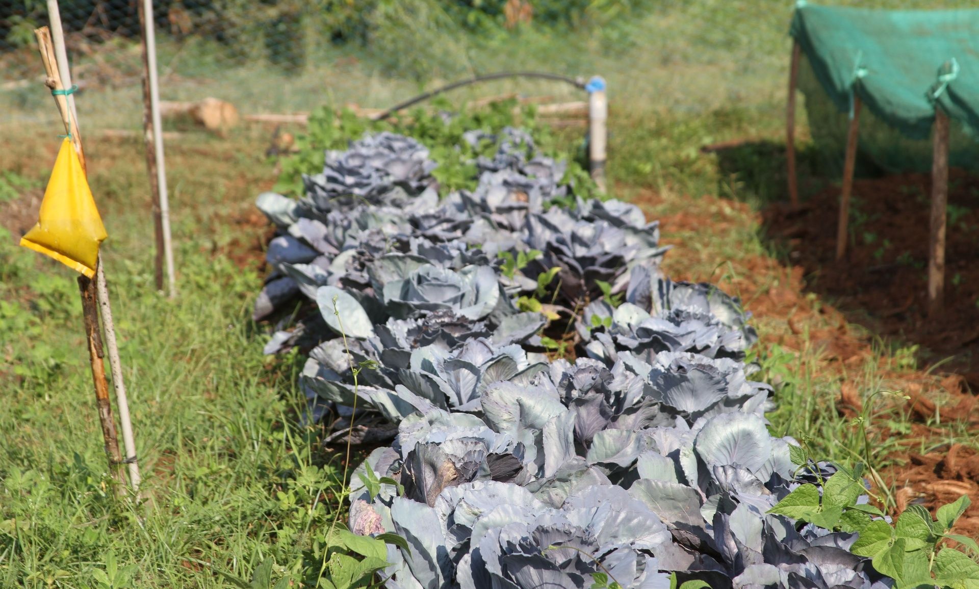 Rows of red cabbage plants in a garden.