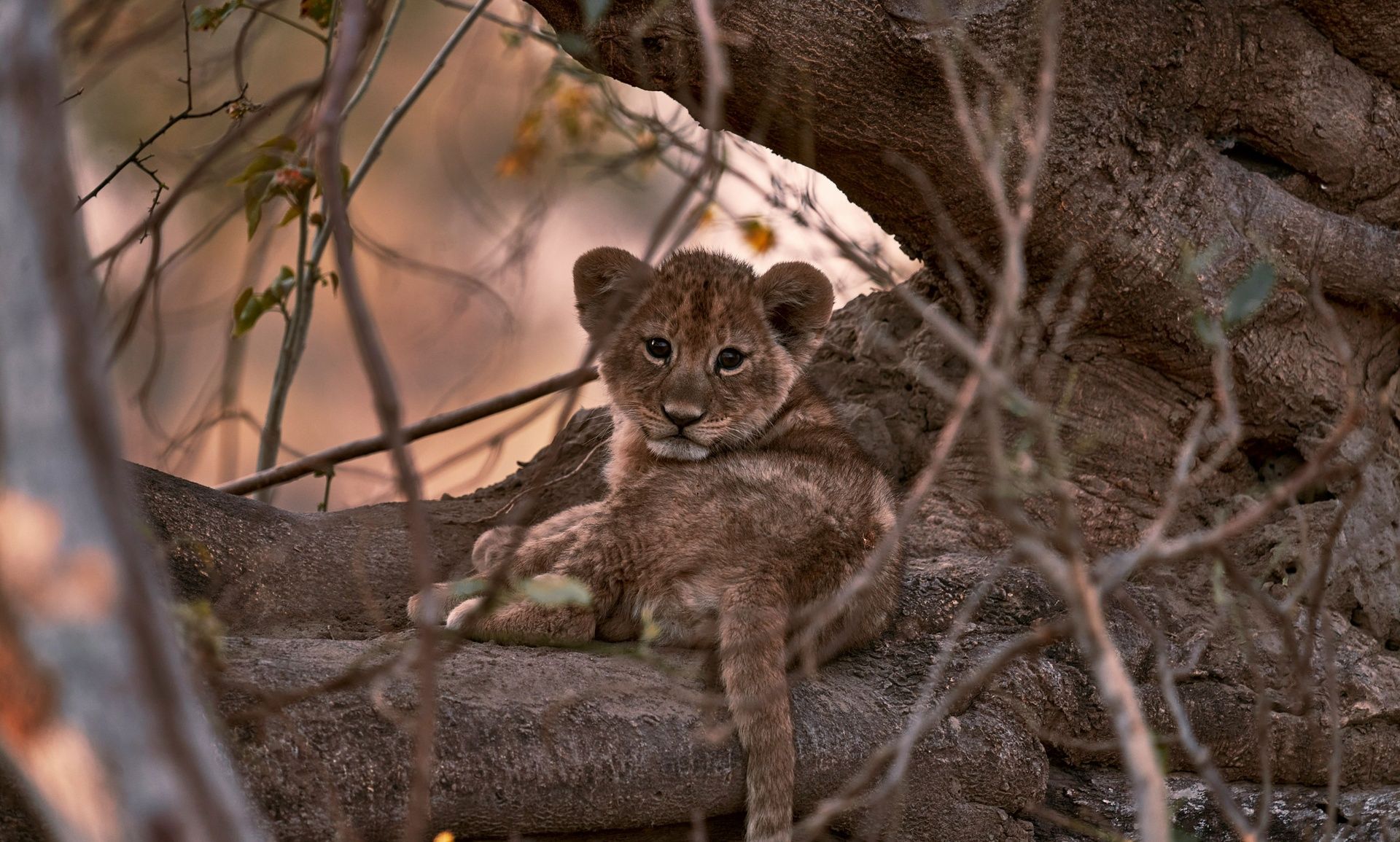Lion cub resting in a tree, surrounded by branches.