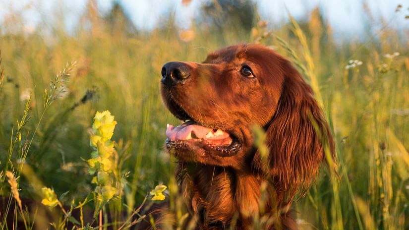 Orange Irish Setter in tall grass.