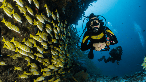 Scuba divers underwater positioned near a colourful school of fish on Havelock Island.