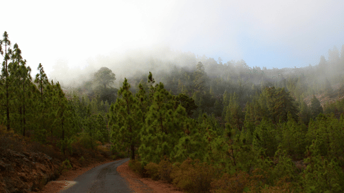 A serene road lined with a single tree, showcasing a peaceful natural landscape.