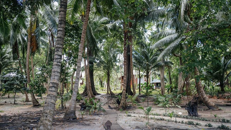view of trees on a beach