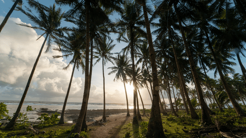 A grove of tall palm trees with sunlight filtering through and the sea in the distance.