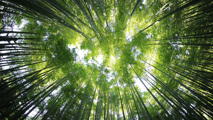 The view from the ground looking straight up shows many tall thin tree trunks reaching toward a thick canopy of leaves that mostly covers the bright sky.