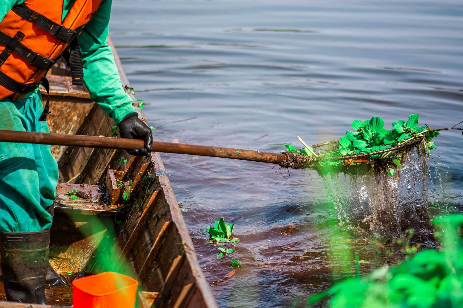 Person in a boat uses a net to scoop green aquatic plants from the water.