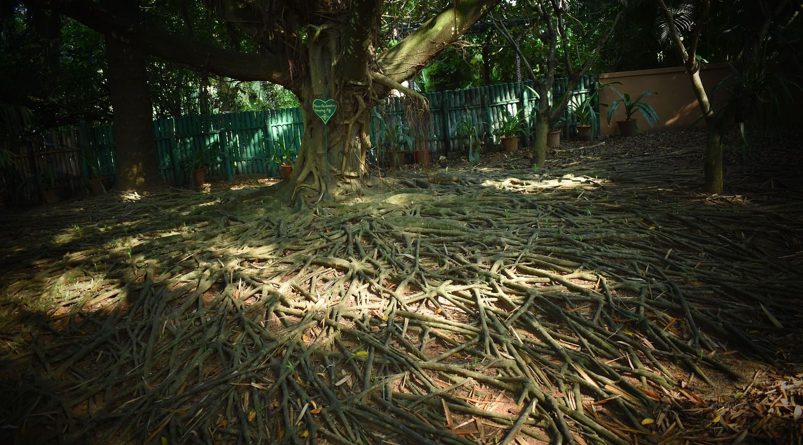 image of the ficus tree with scarce sunlight falling on the ground through the dense canopy formed above by the trees