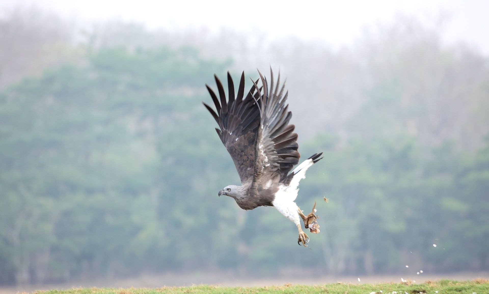 Grey-headed fish eagle in flight, holding prey.