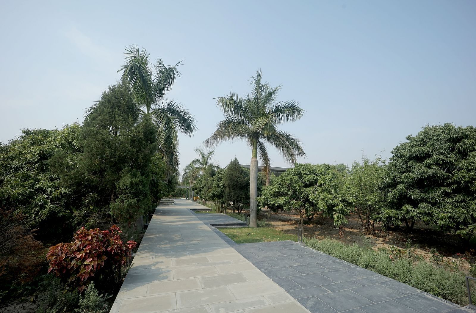 Scenic pathway lined with palm trees and manicured bushes on a sunny day at Wyndham Garden.