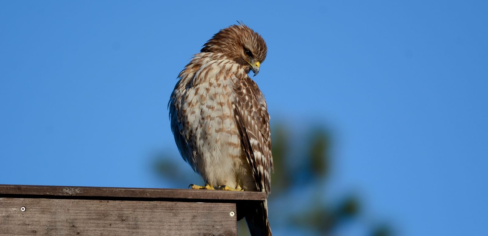 A Red-shouldered Hawk standing on top of a wooden structure - Brewery Gulch Inn & Spa