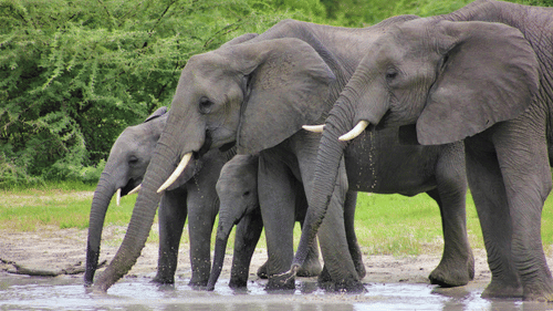 A herd of elephants with a calf standing near a waterbody drinking the water with trees in the background.