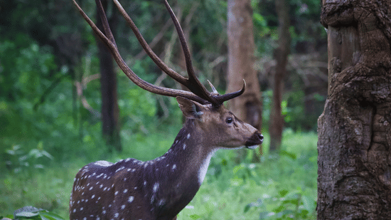 A close up shot of a deer looking away from the carema in kabini forest.