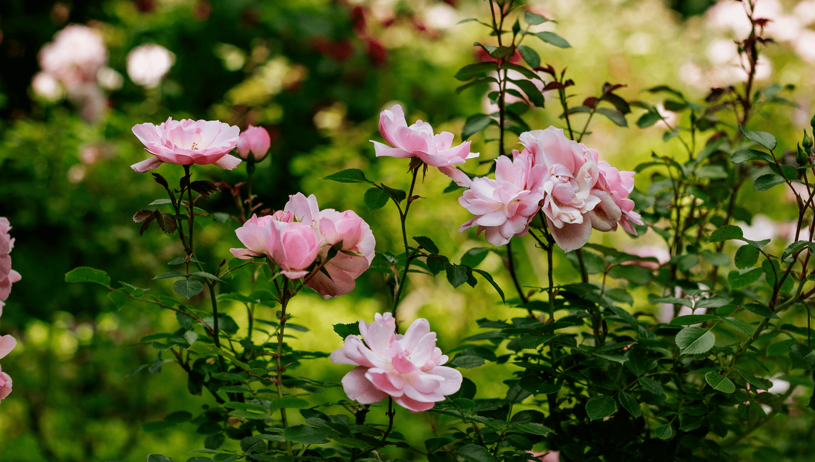 micheile-henderson-PERsYOrLw8I-unsplash