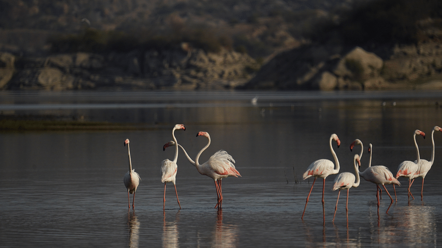 A group of Greater Flamingos  on the lake side surrounded by trees